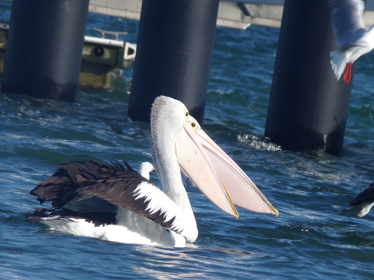 Australian Pelican - ML646628157