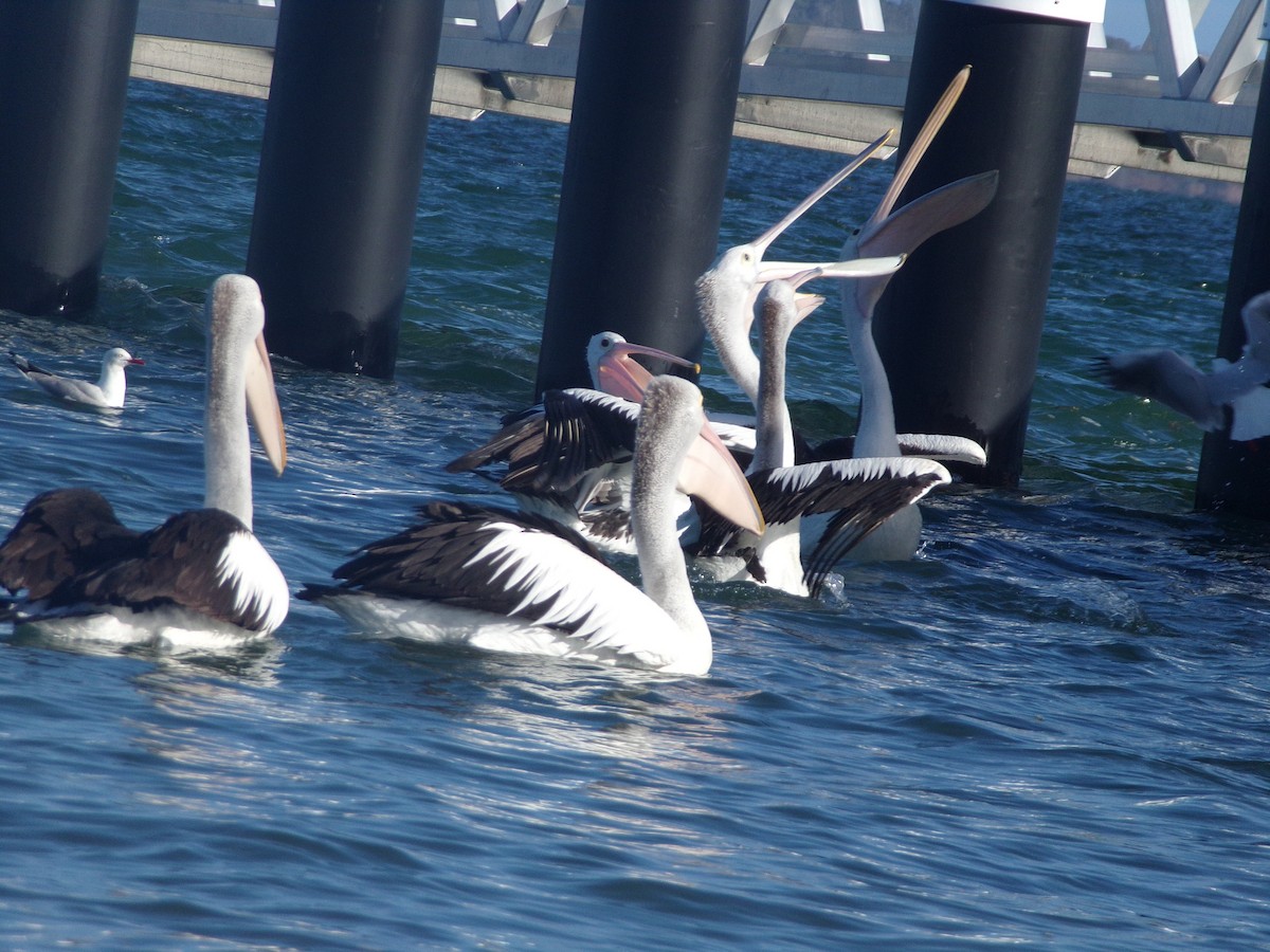 Australian Pelican - ML646628158