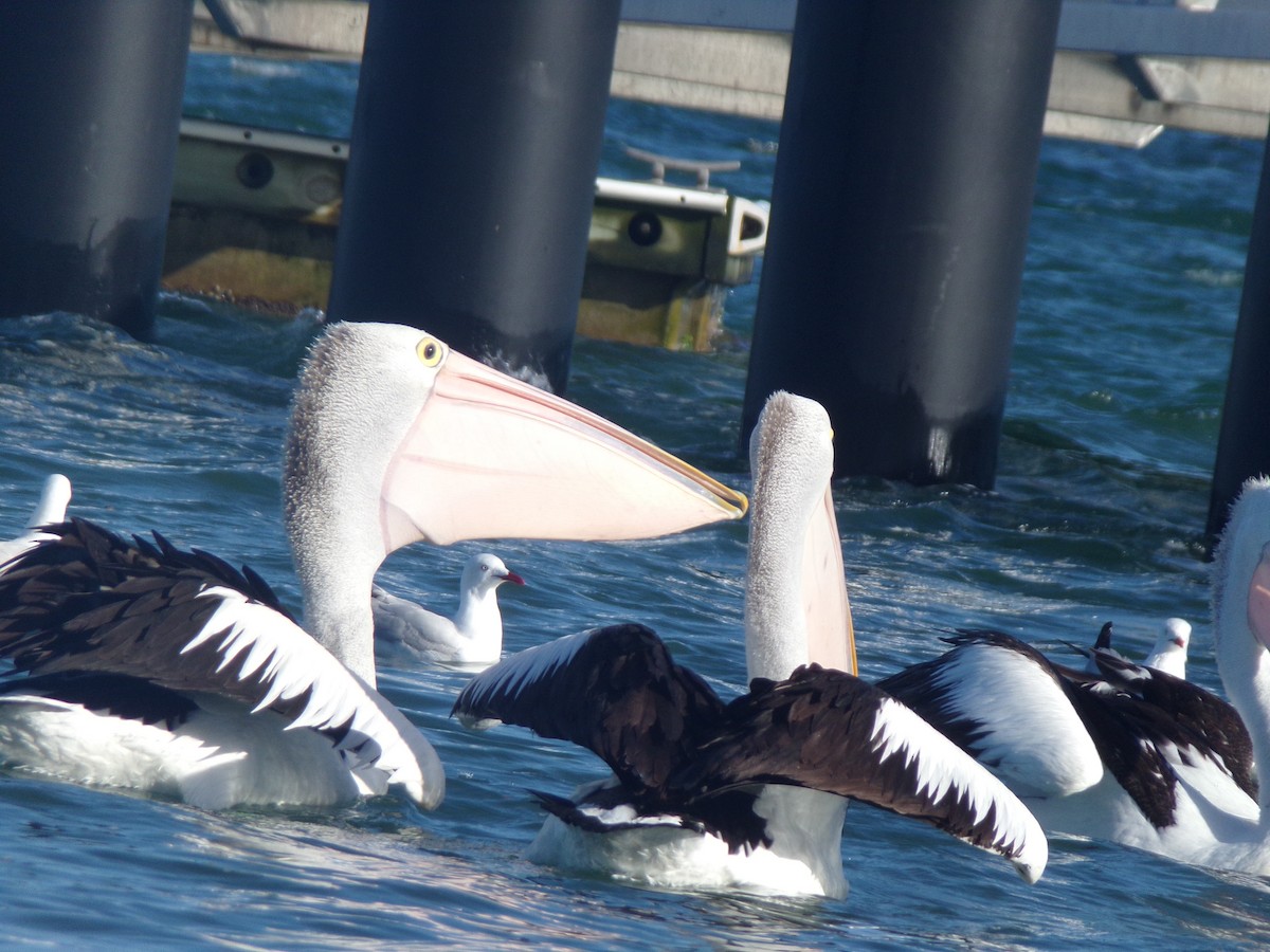 Australian Pelican - ML646628159