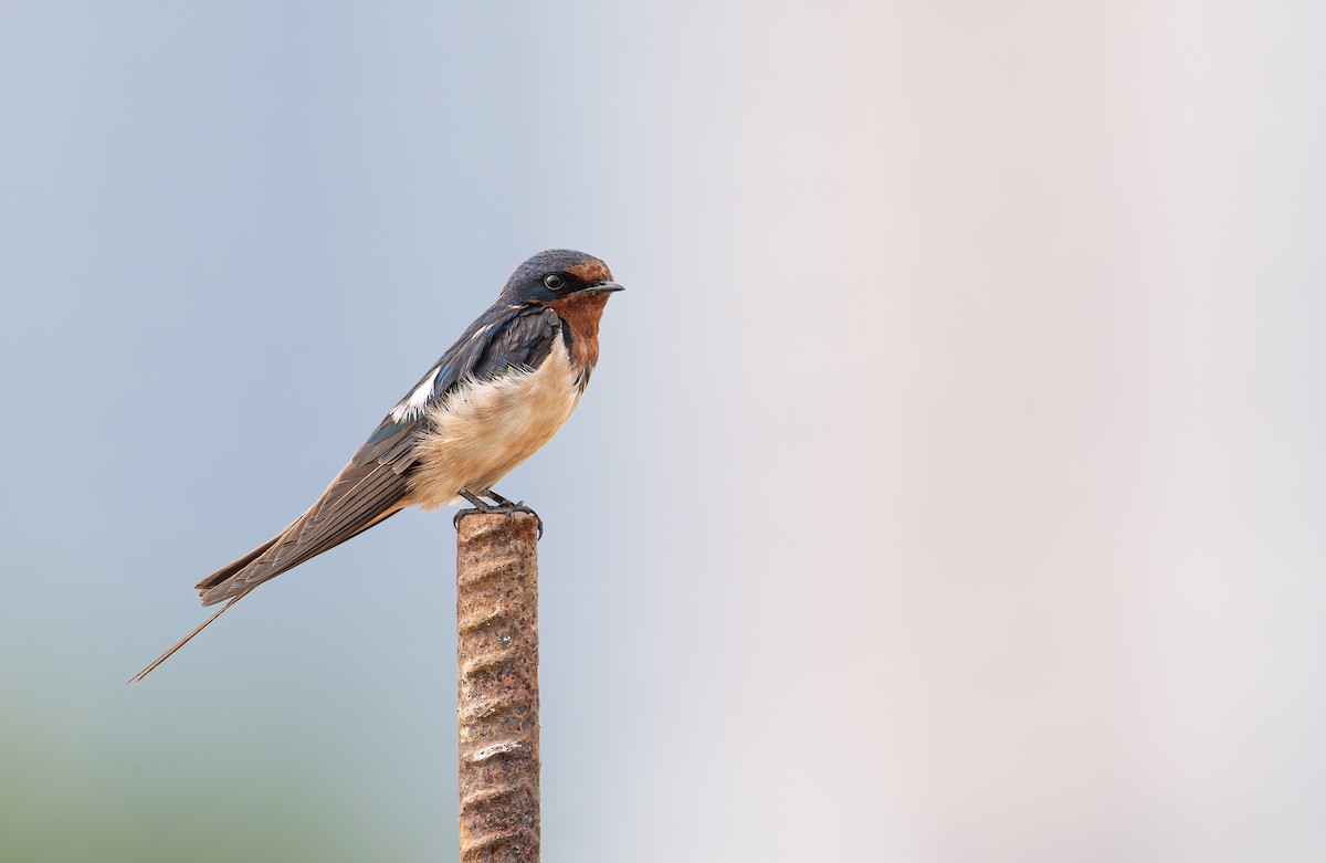 Деревенская ласточка - ML646628164