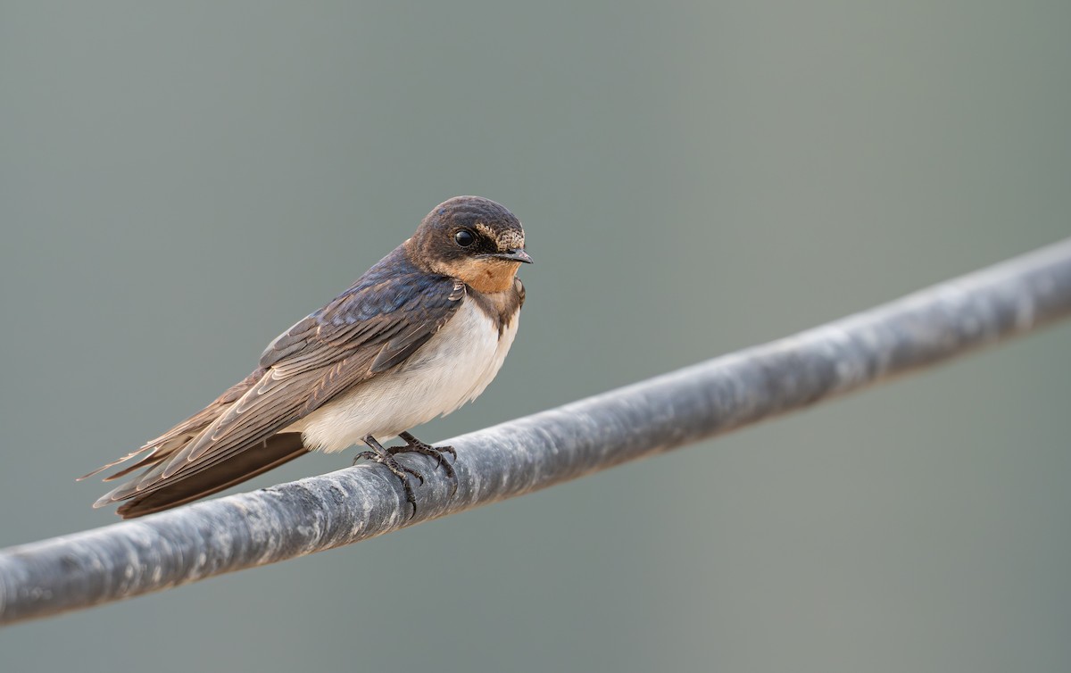 Деревенская ласточка - ML646628165