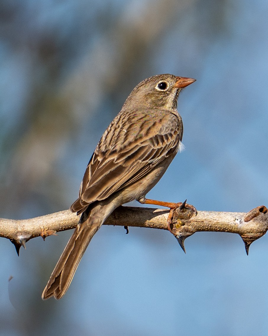 Хөхлөрийн хөмрөг - ML646628166