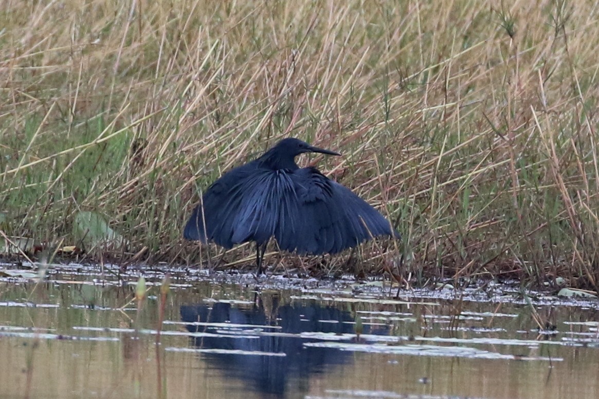 Black Heron - ML646628167