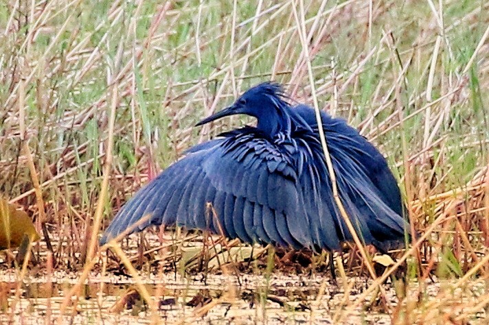 Black Heron - ML646628168