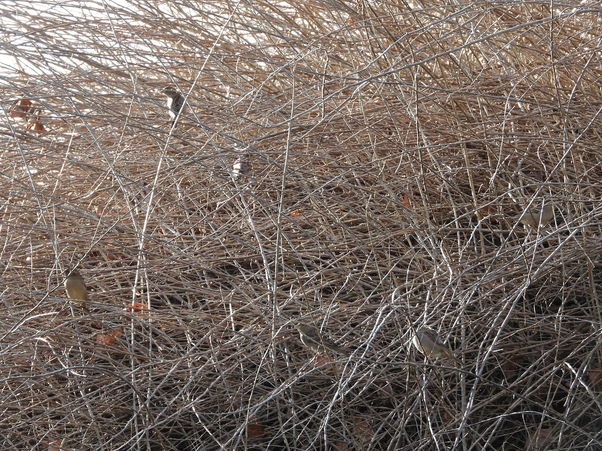 House Sparrow - ML646628172