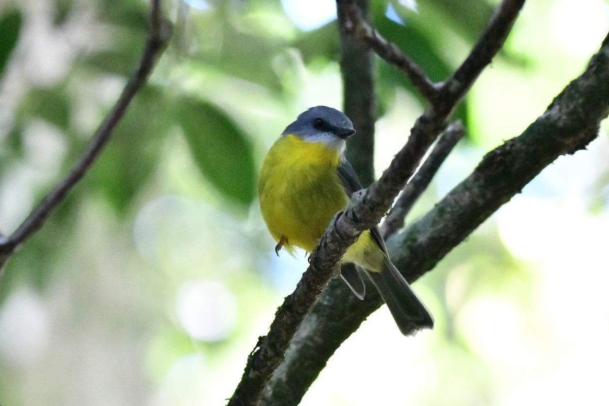 Королець жовтий - ML646628173