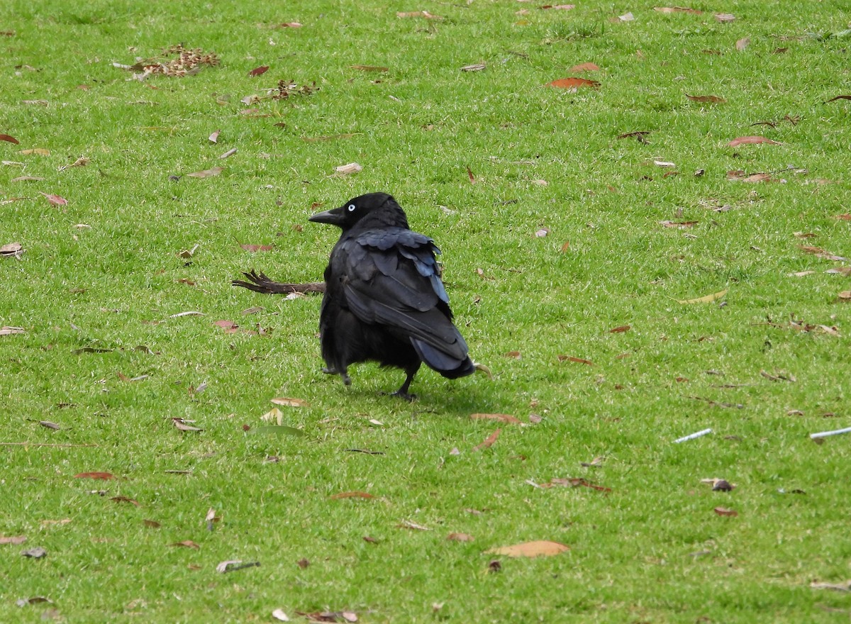 ミナミコワタリガラス - ML646628175