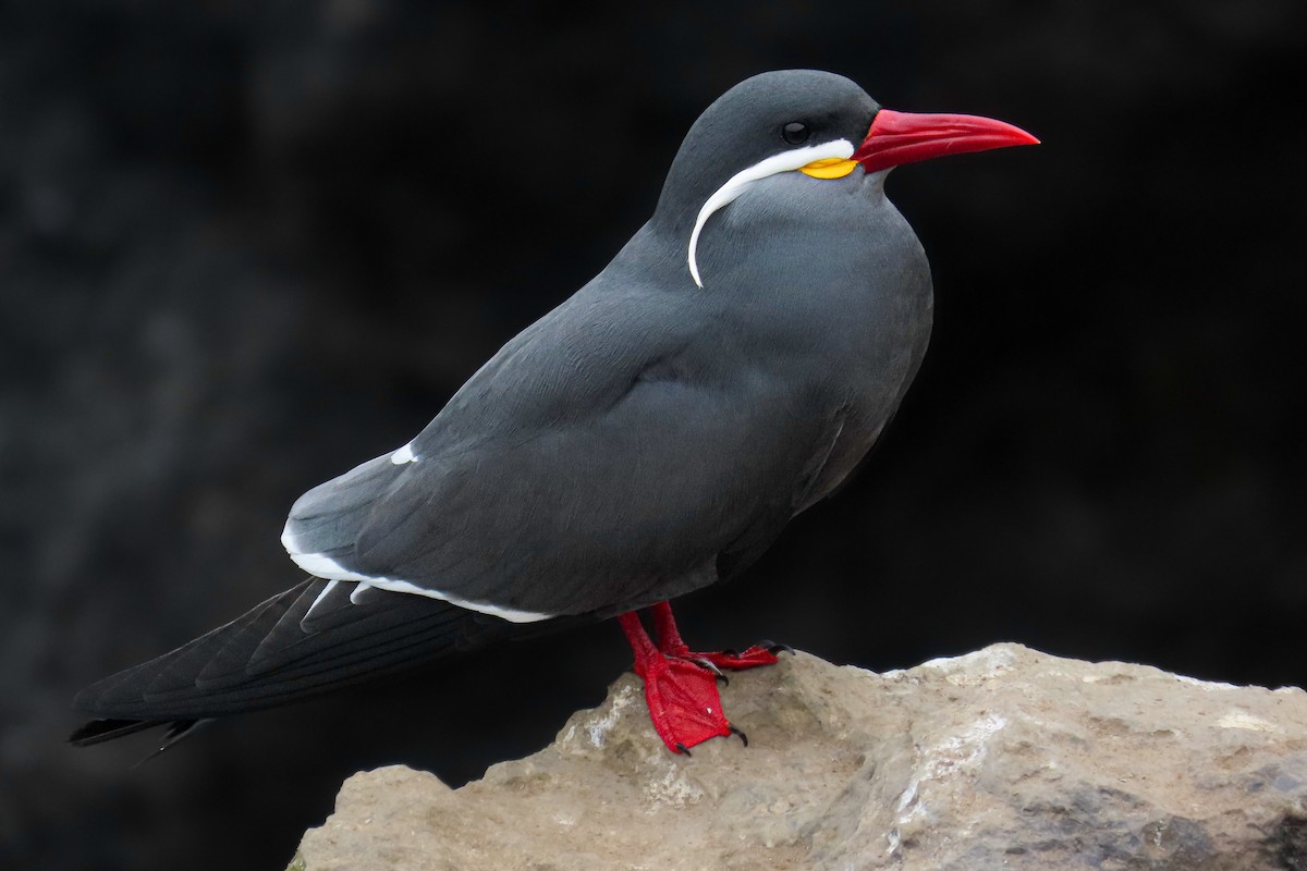 Крачка-инка - ML646628178