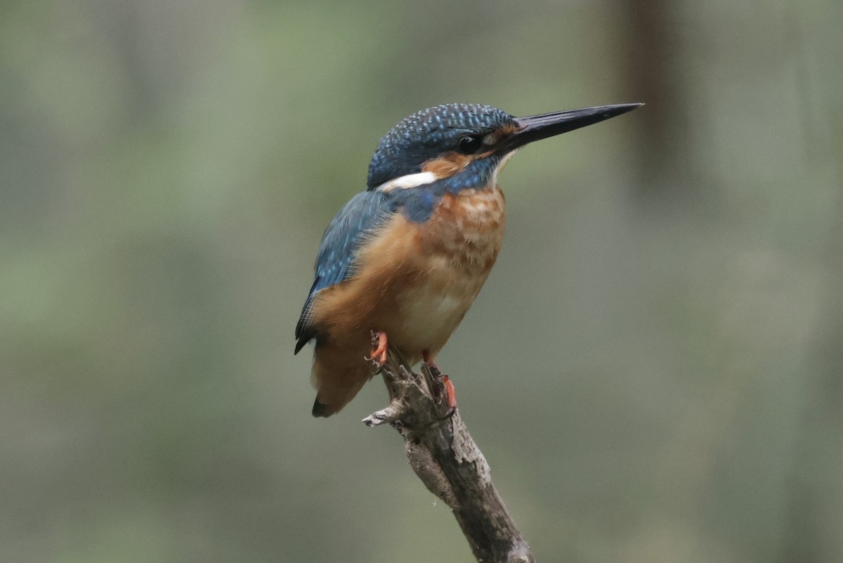 カワセミ - ML646628179