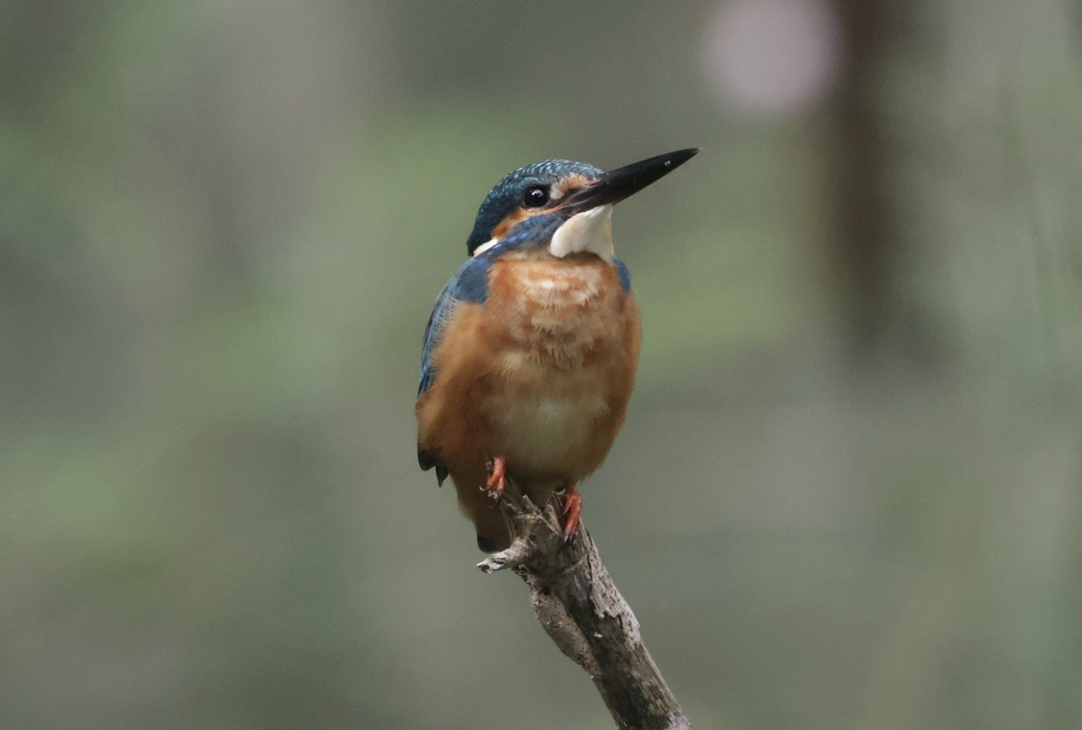 カワセミ - ML646628180