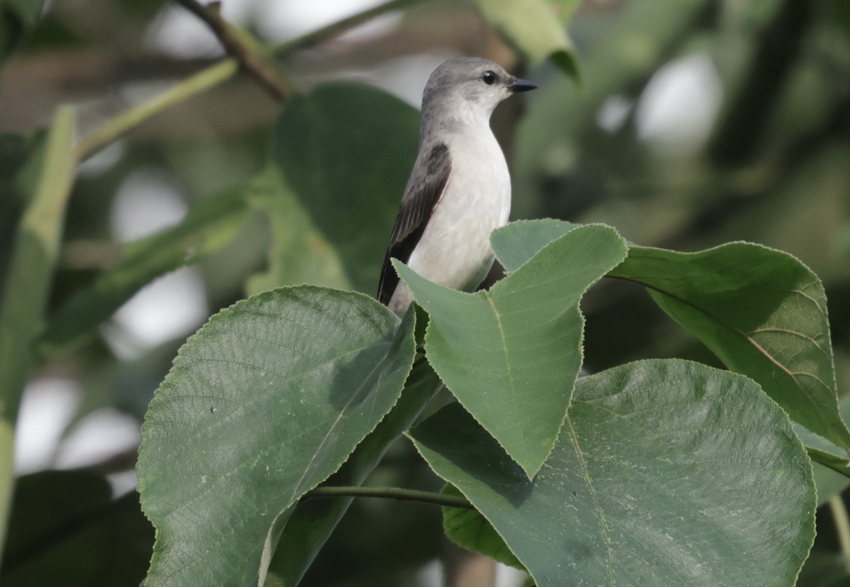 サンショウクイ - ML646628181