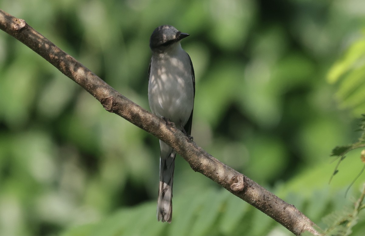 サンショウクイ - ML646628182