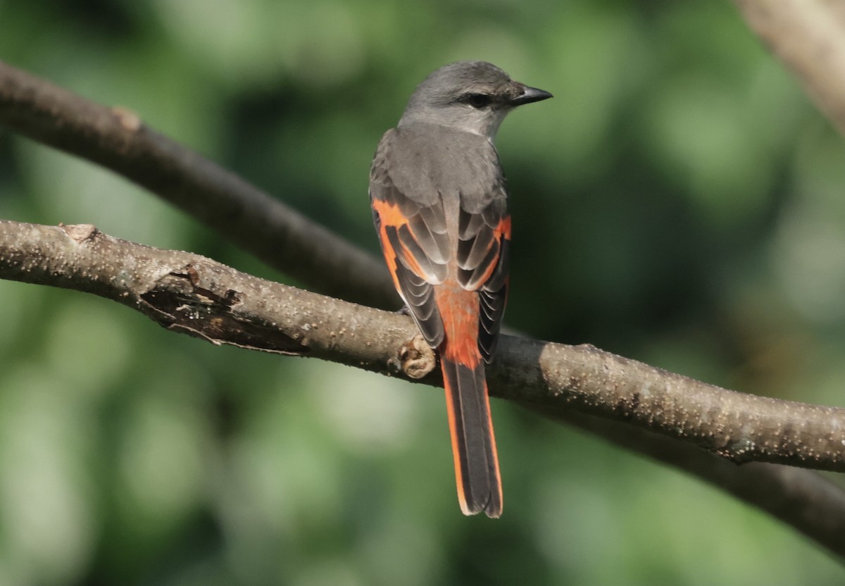 モモイロサンショウクイ - ML646628184