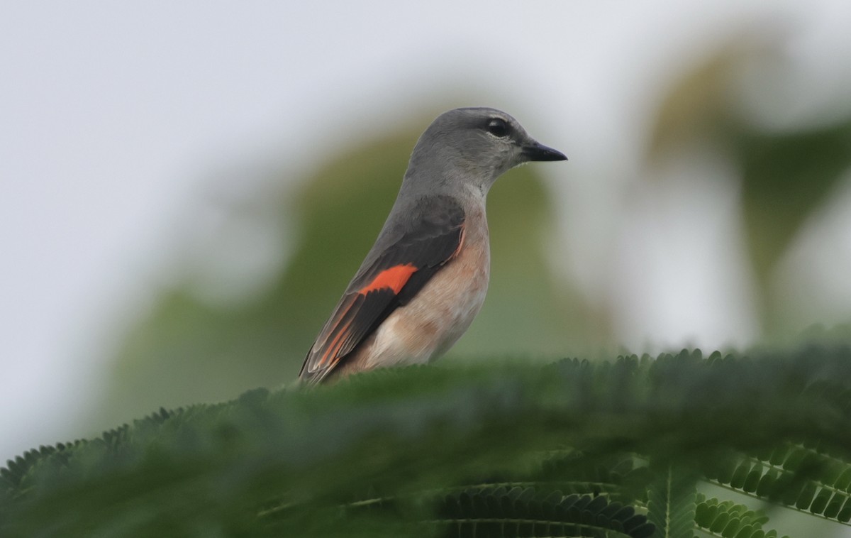 モモイロサンショウクイ - ML646628185