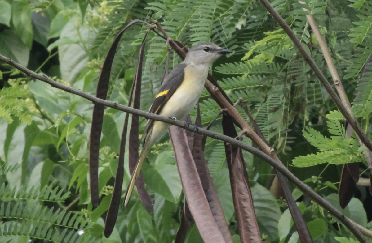 モモイロサンショウクイ - ML646628186