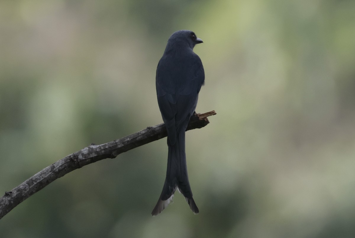 ハイイロオウチュウ - ML646628187