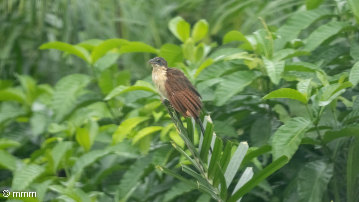 קוקל סנגלי - ML646628188