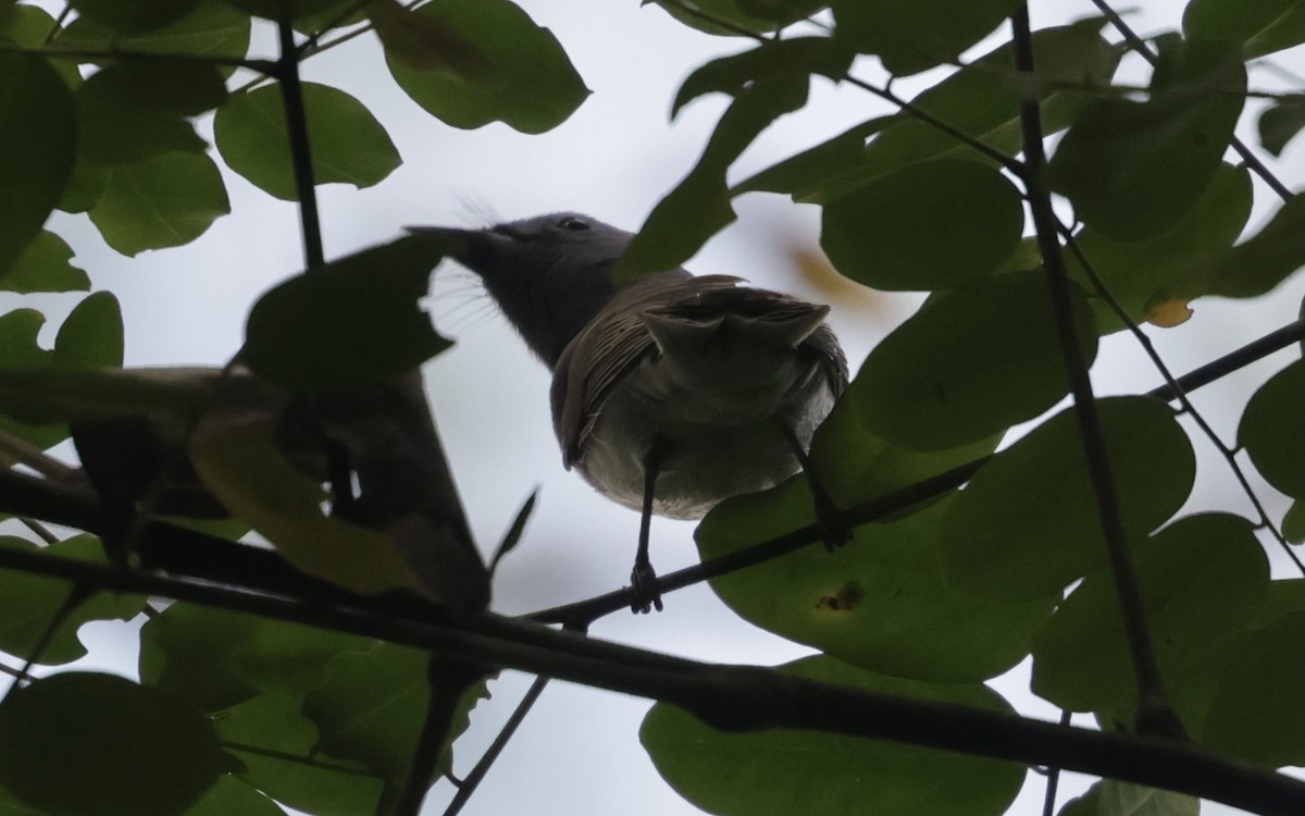 クロエリヒタキ - ML646628189