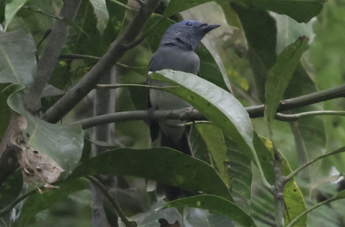 クロエリヒタキ - ML646628190