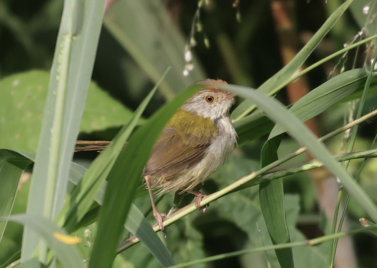 オナガサイホウチョウ - ML646628191