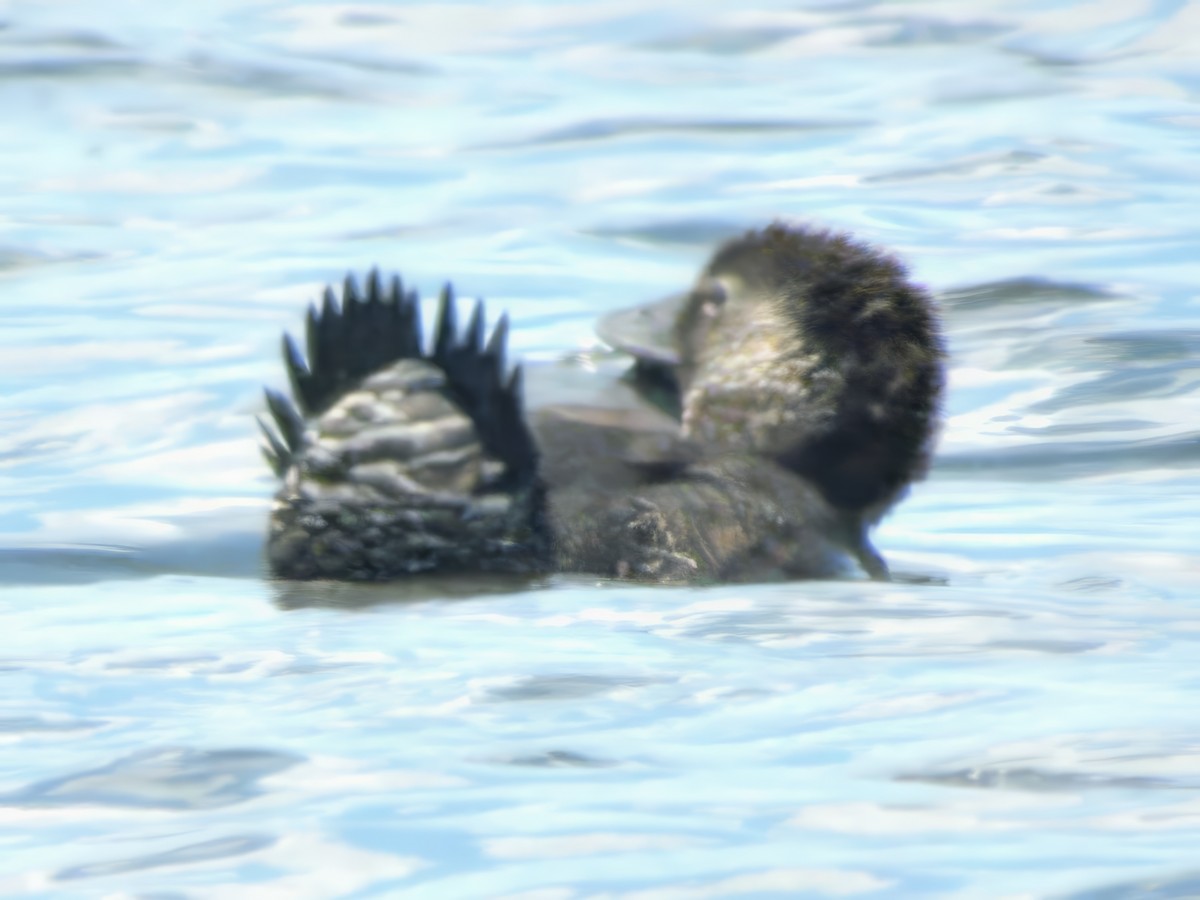 Musk Duck - ML646628194