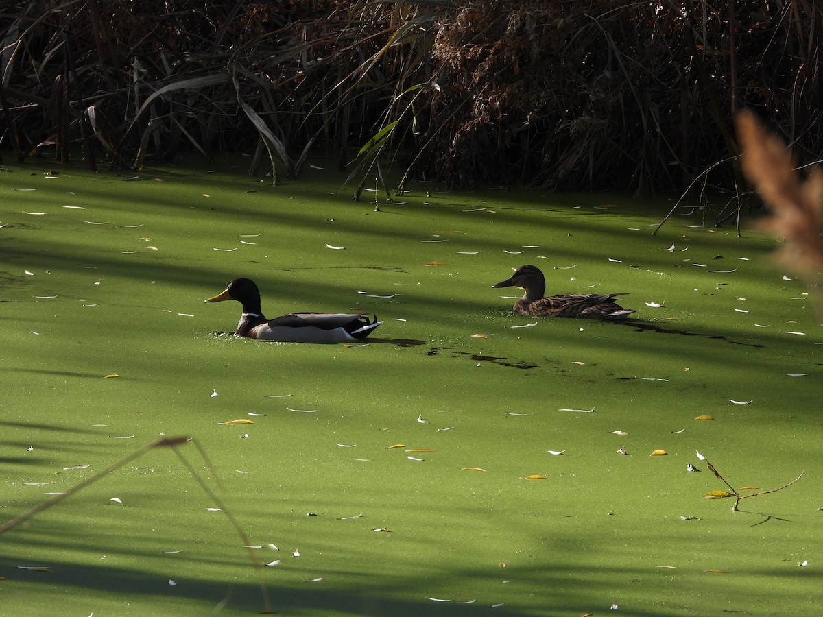 Mallard - ML646628196