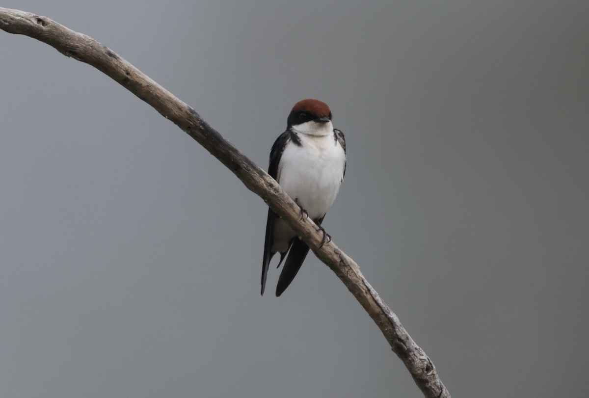 ハリオツバメ - ML646628197