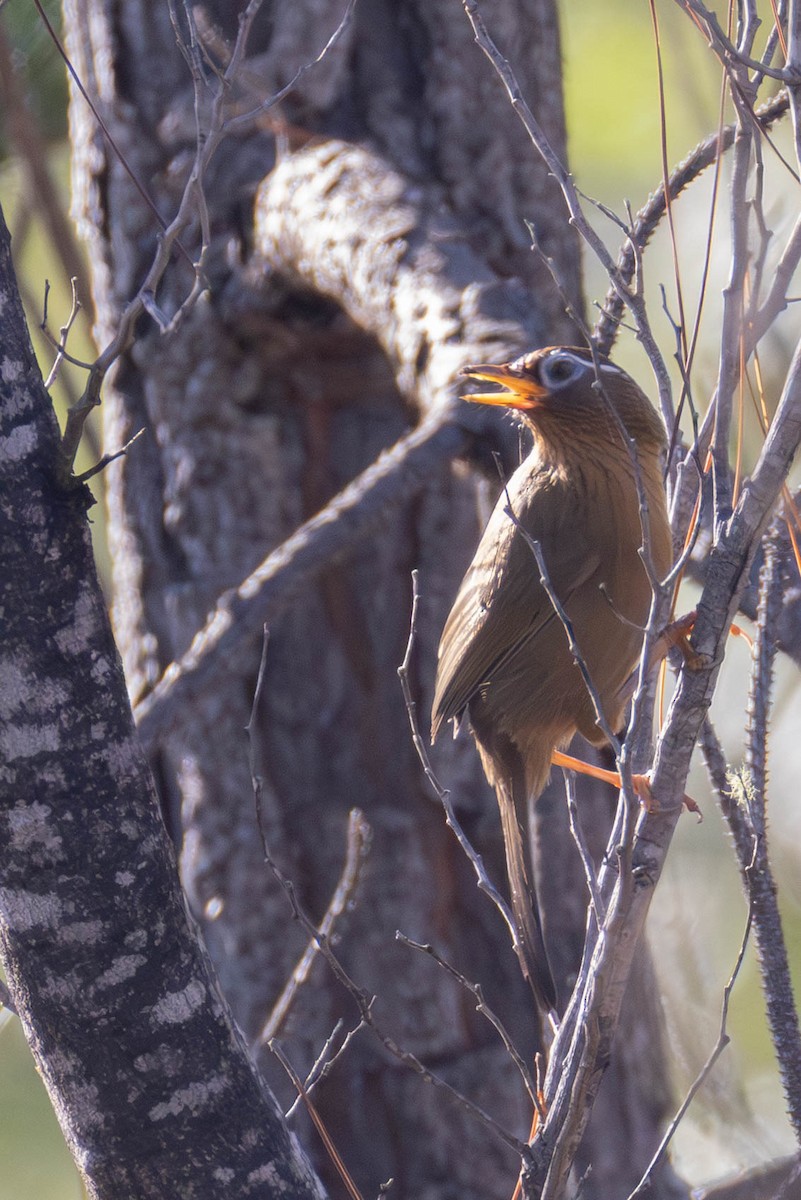 Garrulaxe hoamy - ML646628198