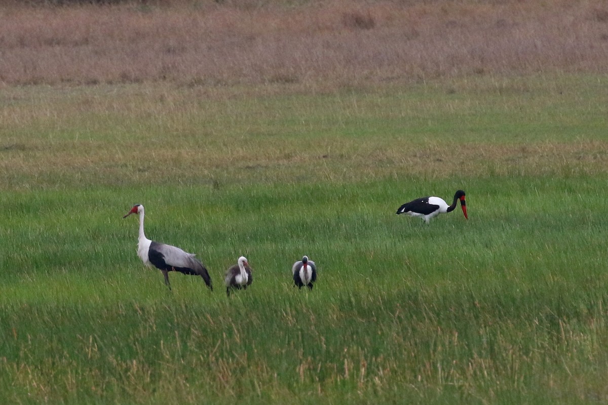 jeřáb bradavičnatý - ML646628199