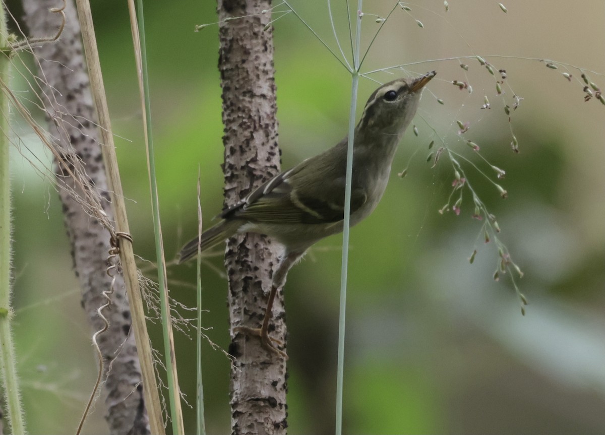 キマユムシクイ - ML646628200