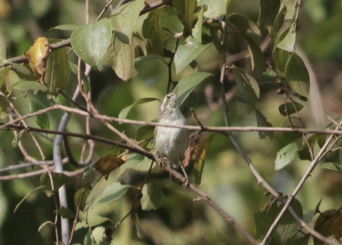 østsanger - ML646628201