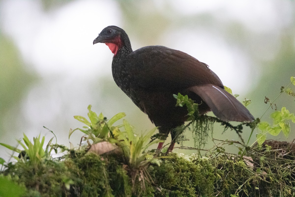 Cauca Guan - ML646628202