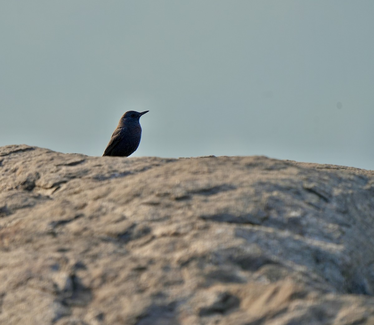 צוקית בודדת - ML646628203