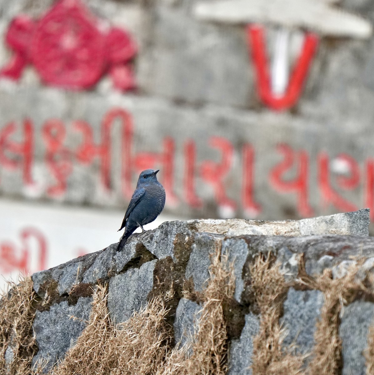 צוקית בודדת - ML646628204