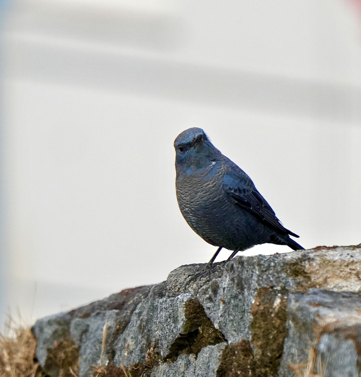 צוקית בודדת - ML646628205
