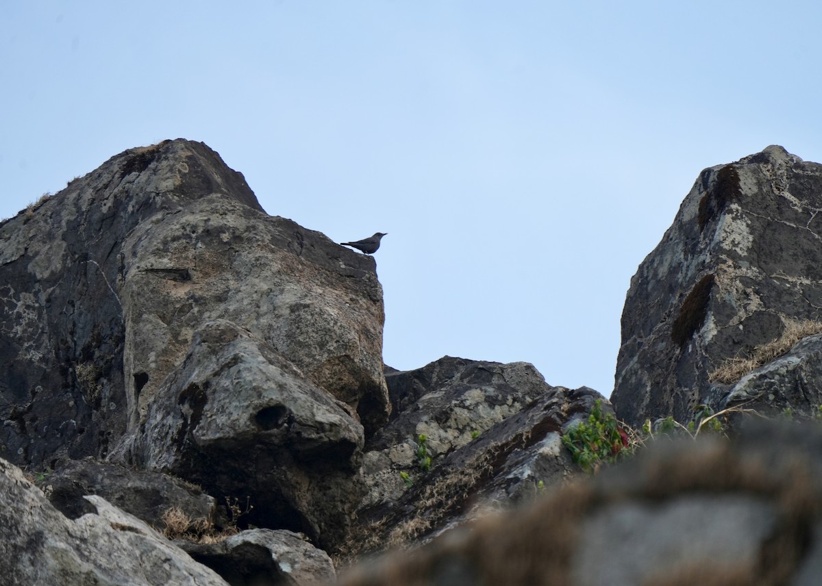 צוקית בודדת - ML646628206