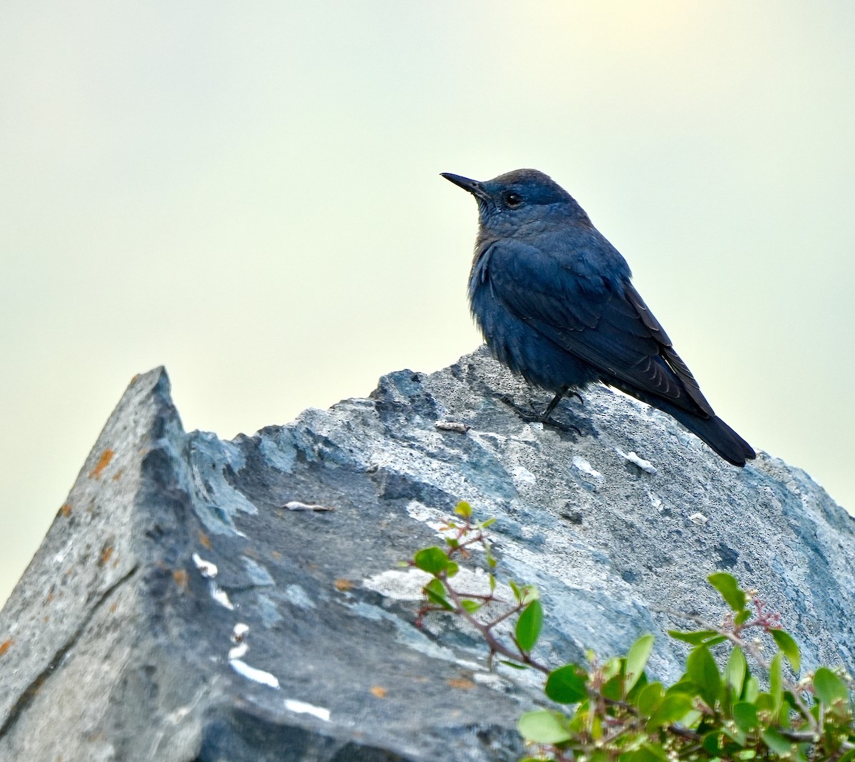 צוקית בודדת - ML646628207