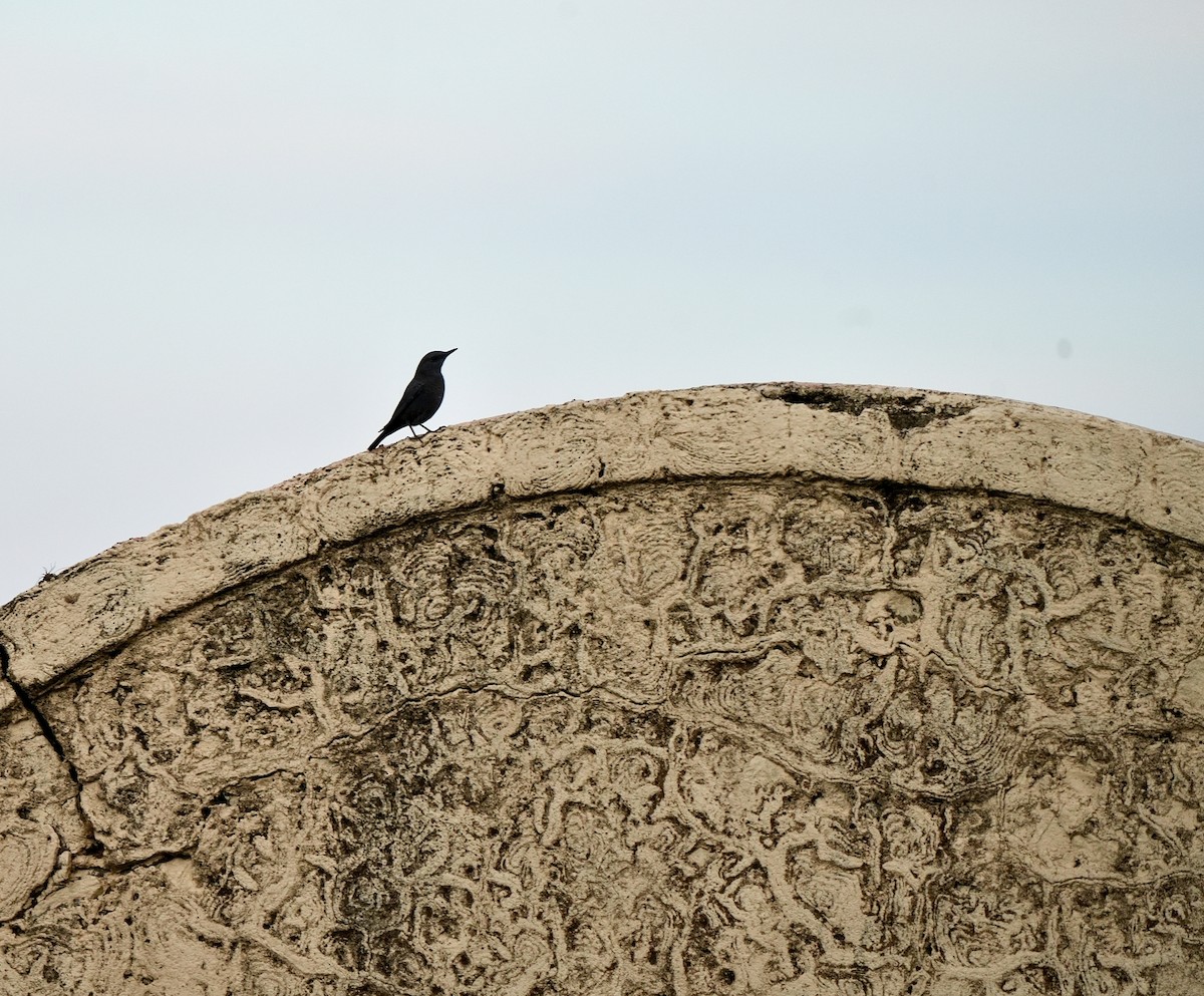 צוקית בודדת - ML646628208