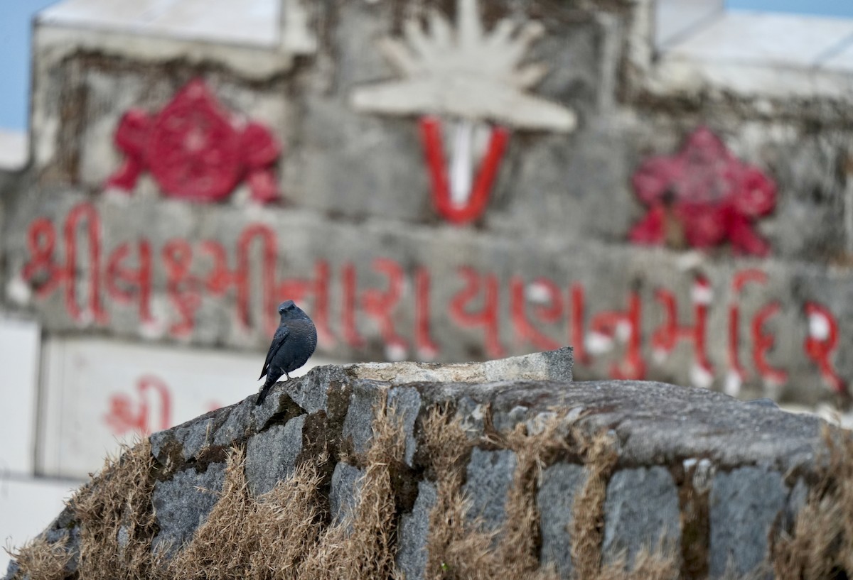 צוקית בודדת - ML646628209