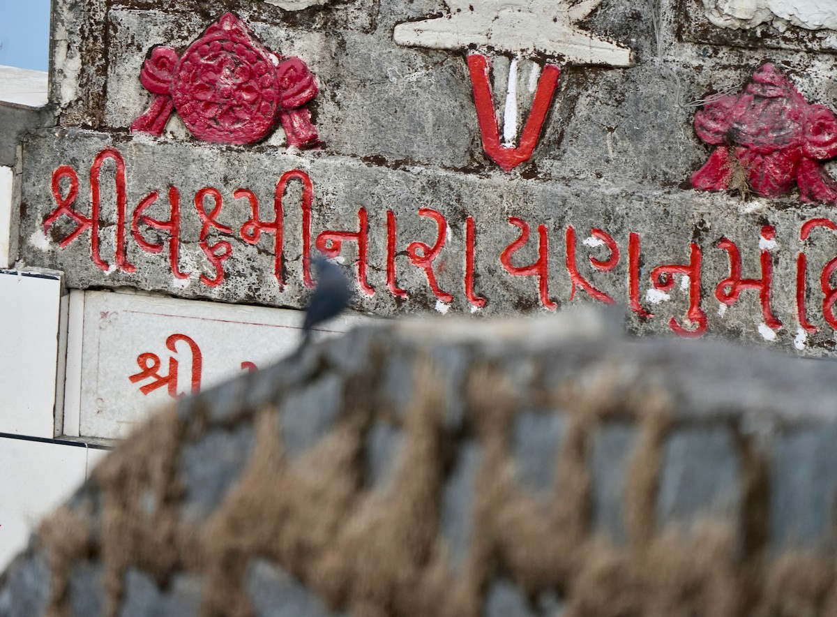 צוקית בודדת - ML646628210