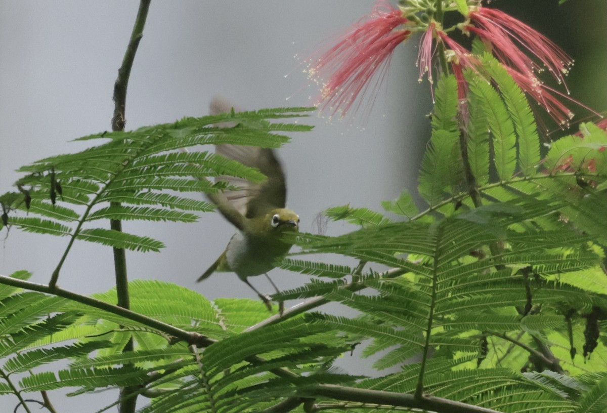 Swinhoe's White-eye - ML646628212