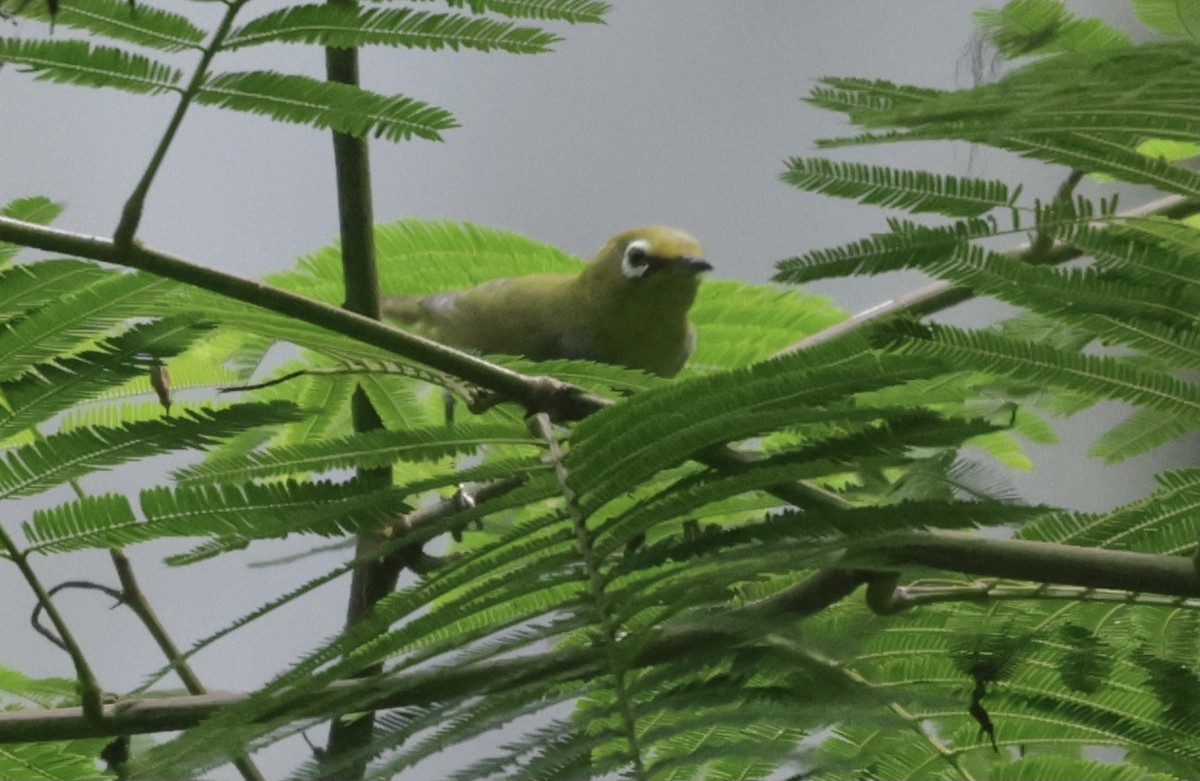 Swinhoe's White-eye - ML646628213