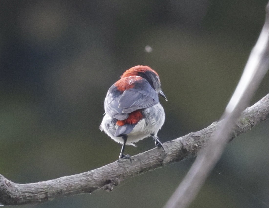 Scarlet-backed Flowerpecker - ML646628214