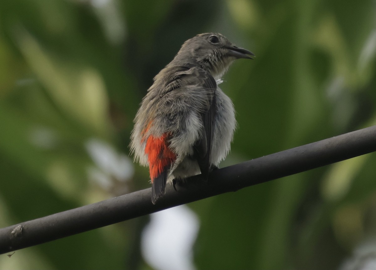 Scarlet-backed Flowerpecker - ML646628215