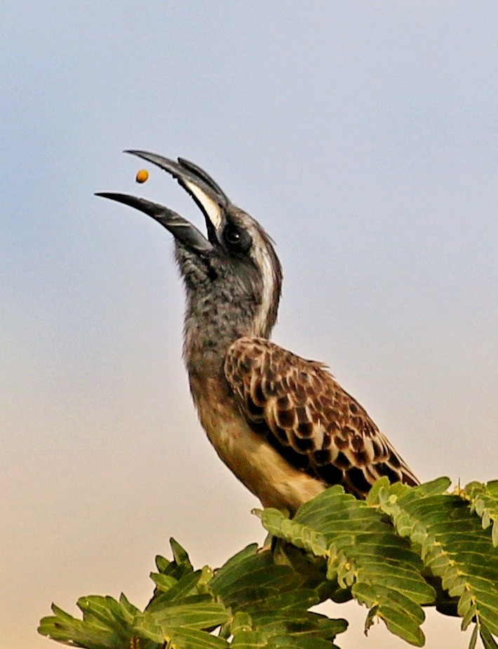 קלאו אפור - ML646628216