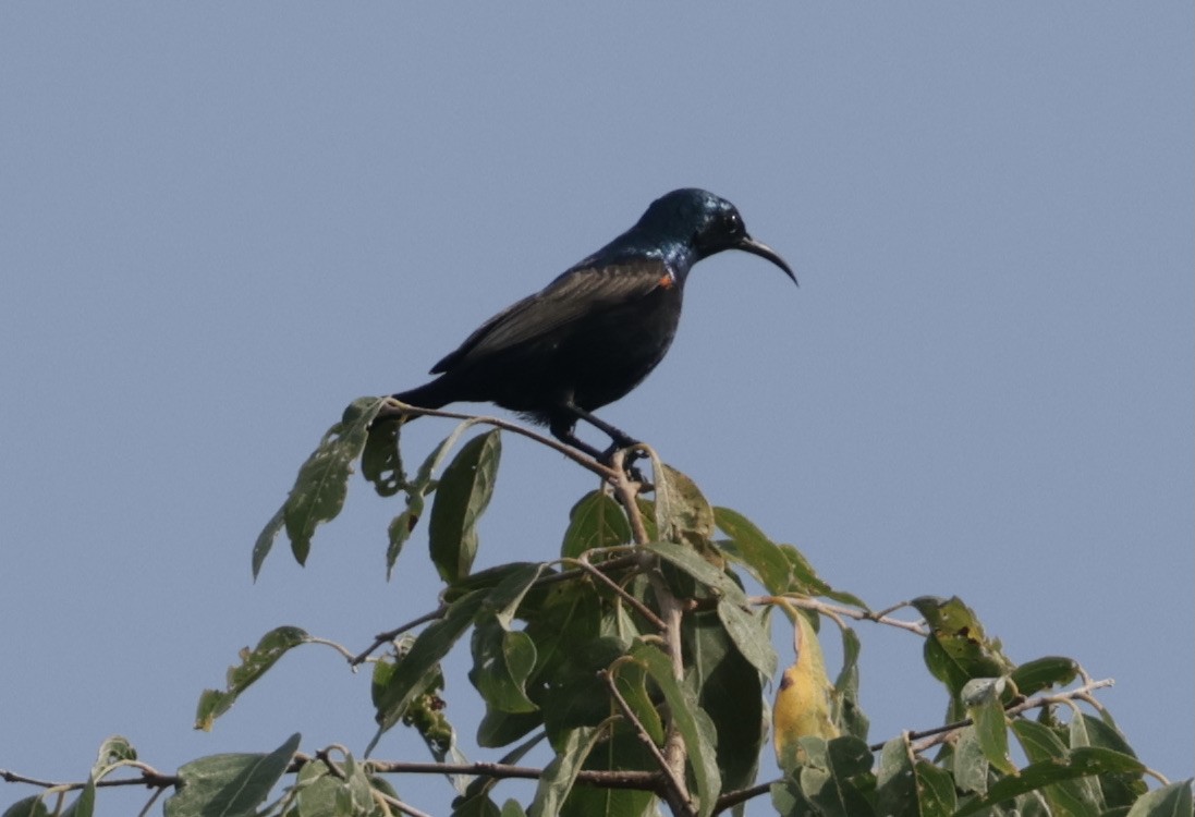 צופית סגולה - ML646628217