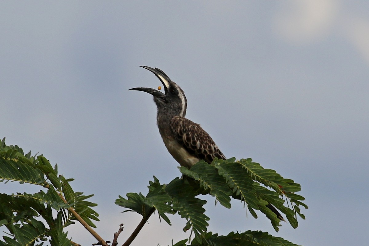 קלאו אפור - ML646628218