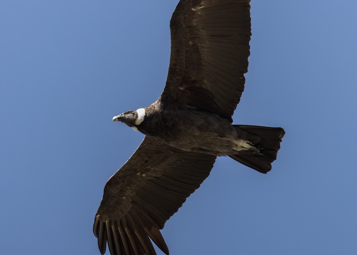 Andean Condor - ML646628219