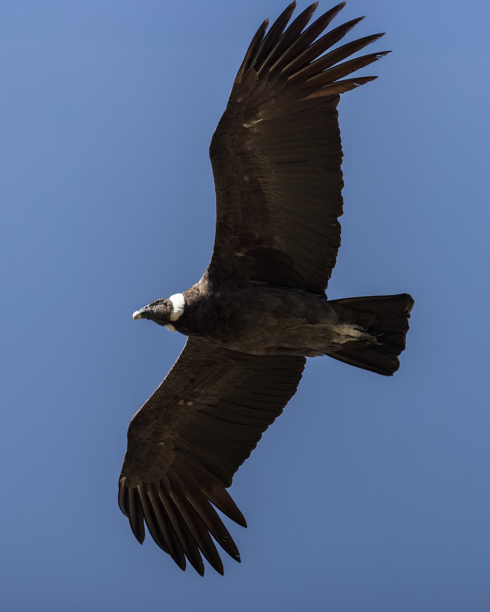 Andean Condor - ML646628220