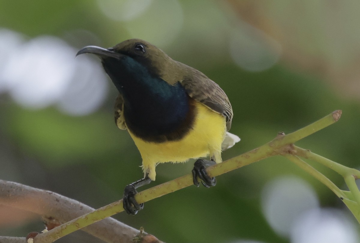 Ornate Sunbird - ML646628221